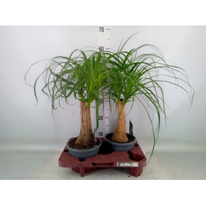 Beaucarnea recurvata