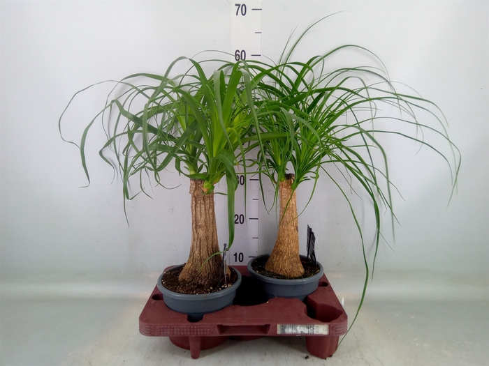 <h4>Beaucarnea recurvata</h4>