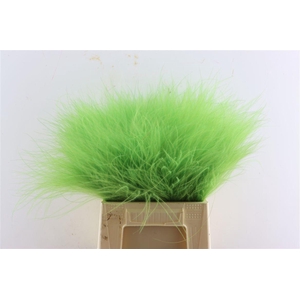 Dried Stypha Apple Green(10 Toef) Bunch