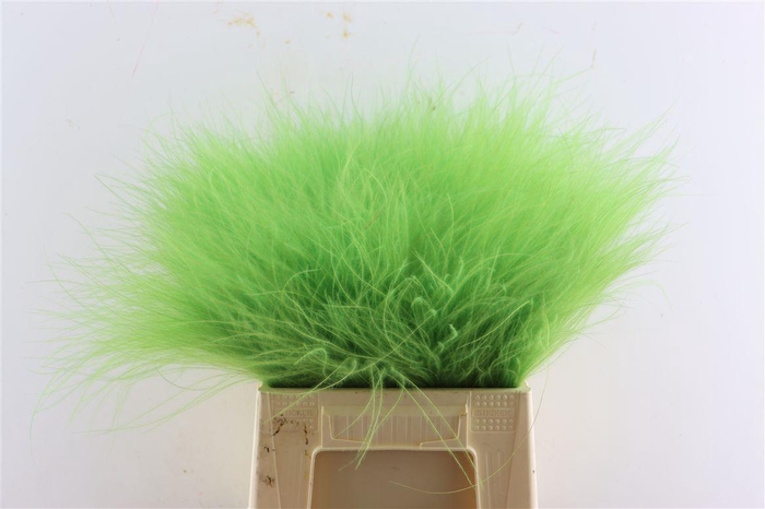 <h4>Dried Stypha Apple Green(10 Toef) Bunch</h4>