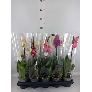 Phalaenopsis   ...mix