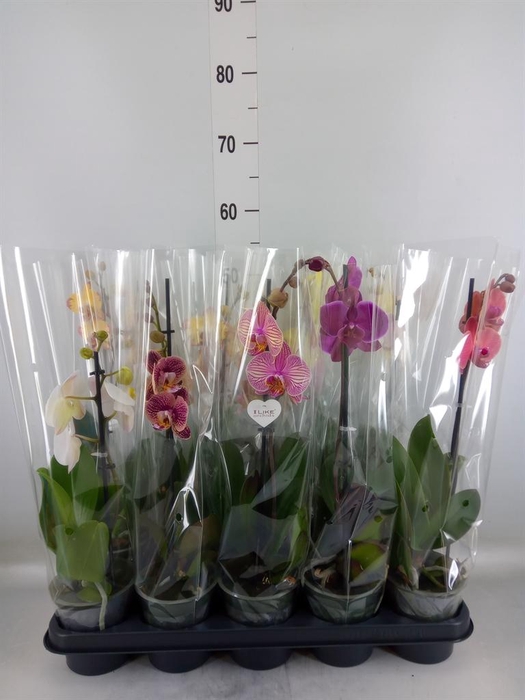<h4>Phalaenopsis ...mix</h4>