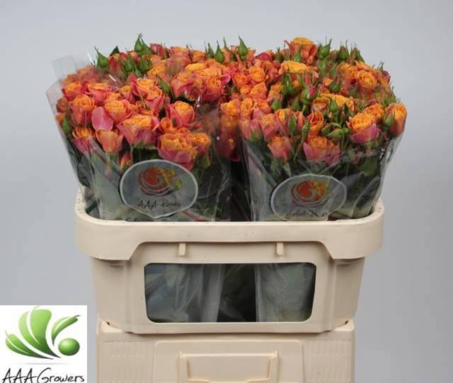 <h4>R TR SONORA</h4>