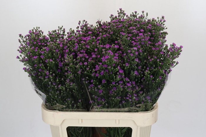 <h4>Aster Baby Pink</h4>