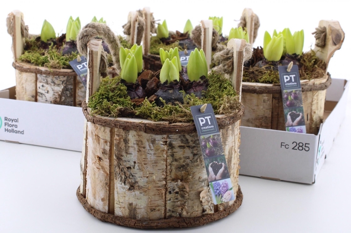 <h4>ARR HYACINTH</h4>