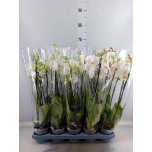 Phalaenopsis   ...white
