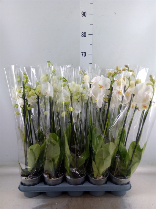 <h4>Phalaenopsis   ...white</h4>