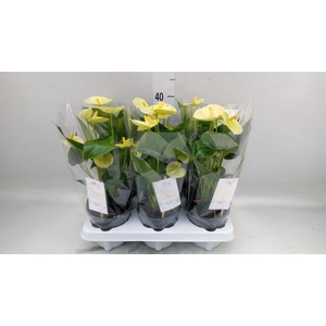 Anthurium andr. 'Vanilla'