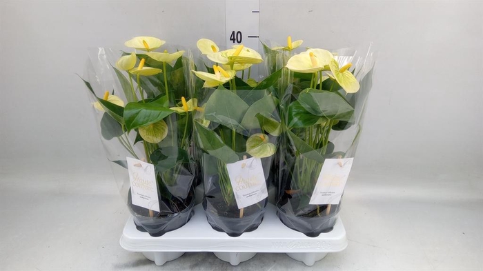<h4>Anthurium andr. 'Vanilla'</h4>