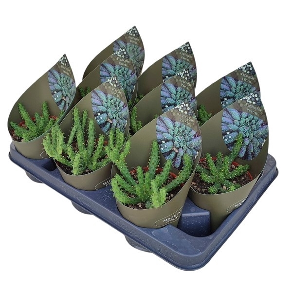 <h4>EUPHORBIA INERMIS - POT Ø 10,5 WITH POTCOVER (SUCCULENTEN)</h4>