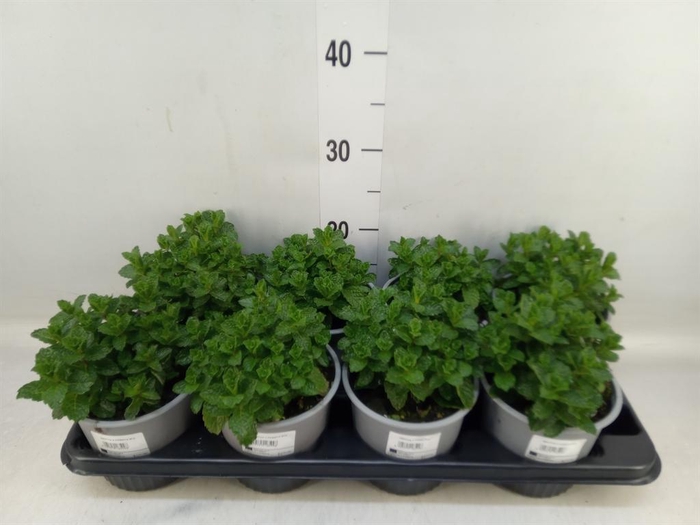 <h4>Mentha piperita</h4>