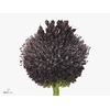 Allium Forelock