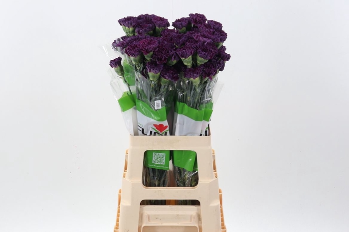 <h4>Dianthus ST 'Cobalt Thrill'</h4>