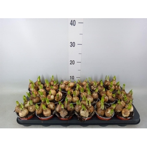 Narcissus  'Tete a tete'