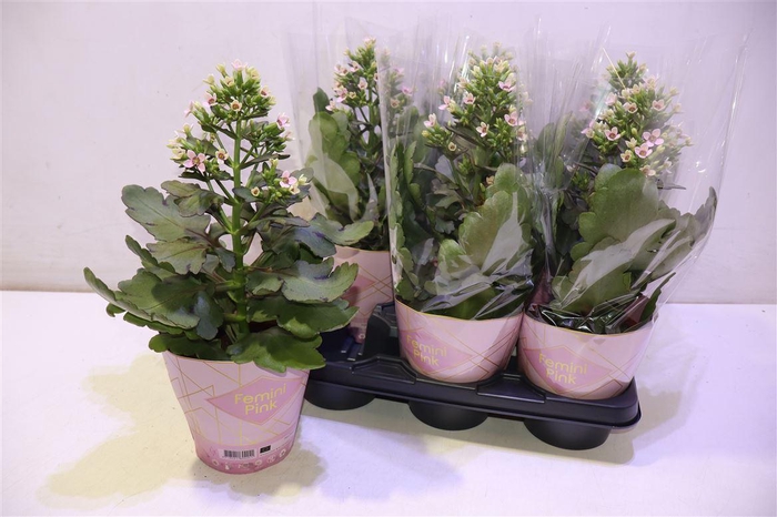 <h4>Kal Feminine Pink</h4>