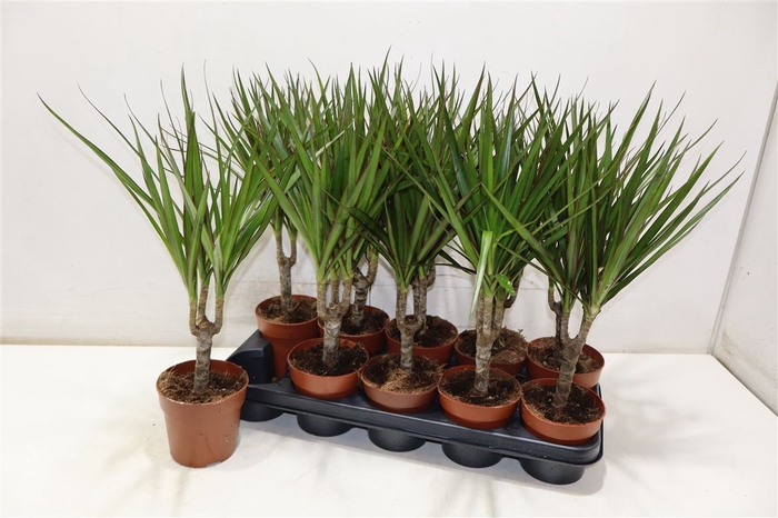 <h4>Dra Marginata</h4>