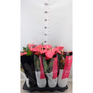 Anthurium andr. 'Colorado'