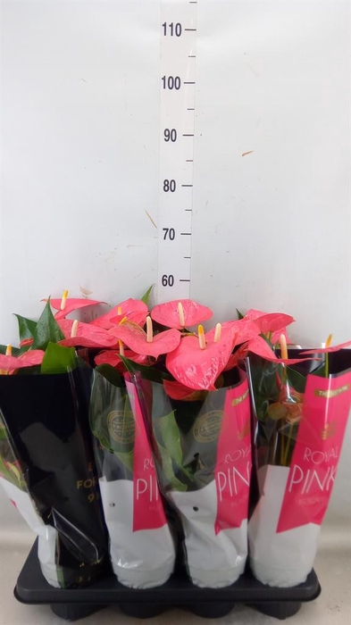 <h4>Anthurium andr. 'Colorado'</h4>