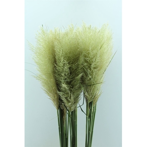 Cortaderia Ov