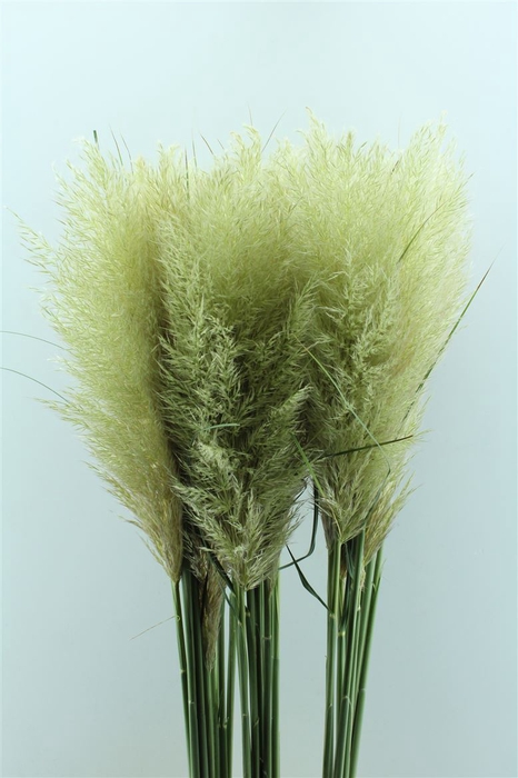 Cortaderia Ov