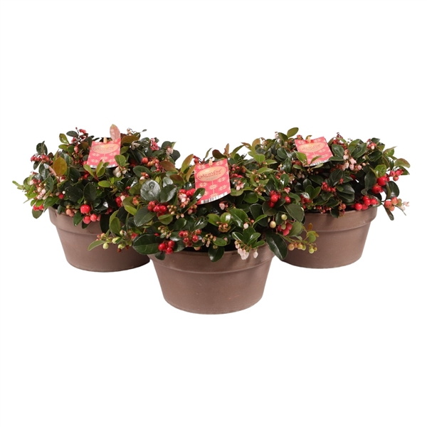 <h4>Gaultheria Big Berry in schaal, P20 terracotta</h4>