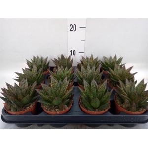 Gasteria  'Little Warty'