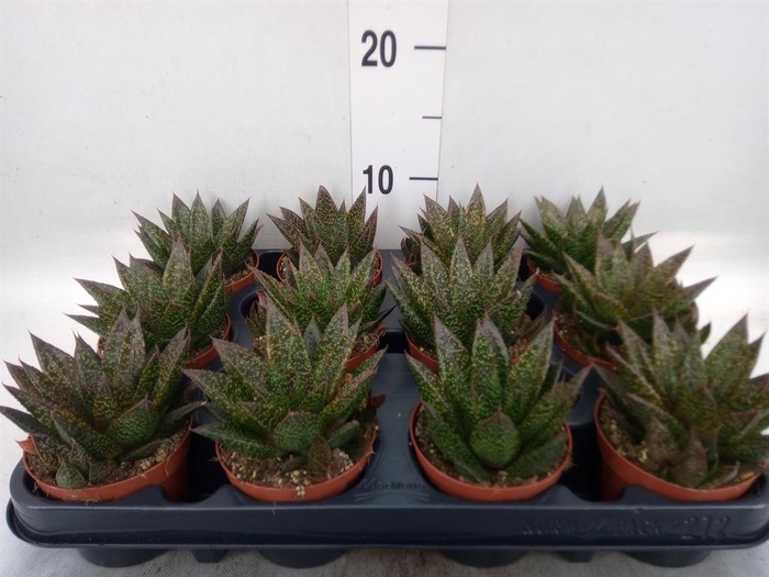 <h4>Gasteria  'Little Warty'</h4>