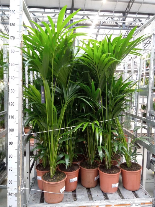 <h4>Howea forsteriana</h4>