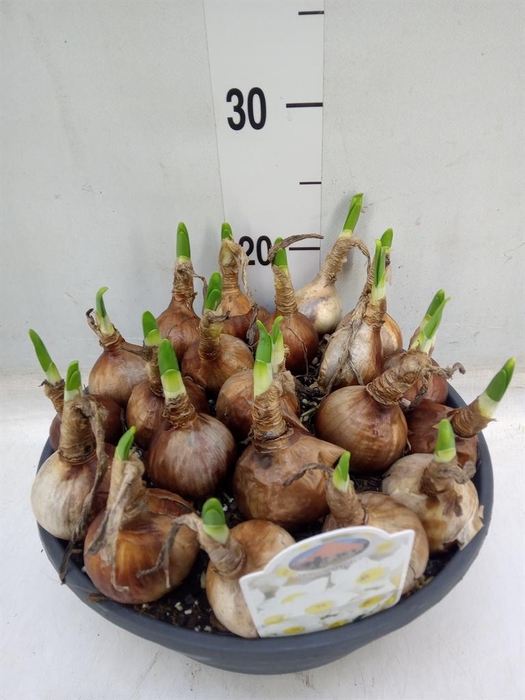 <h4>Narcissus   ...</h4>