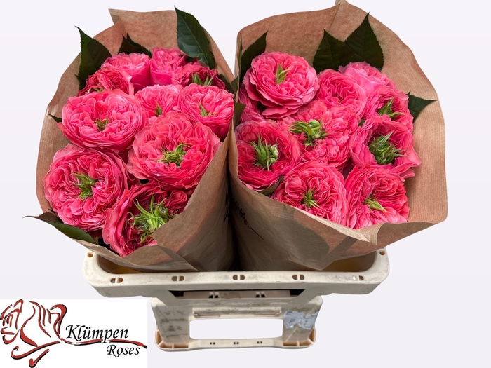 <h4>R GR MIDDLETON!</h4>