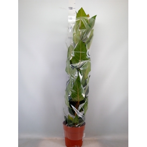 Ficus benghalensis 'Joy'