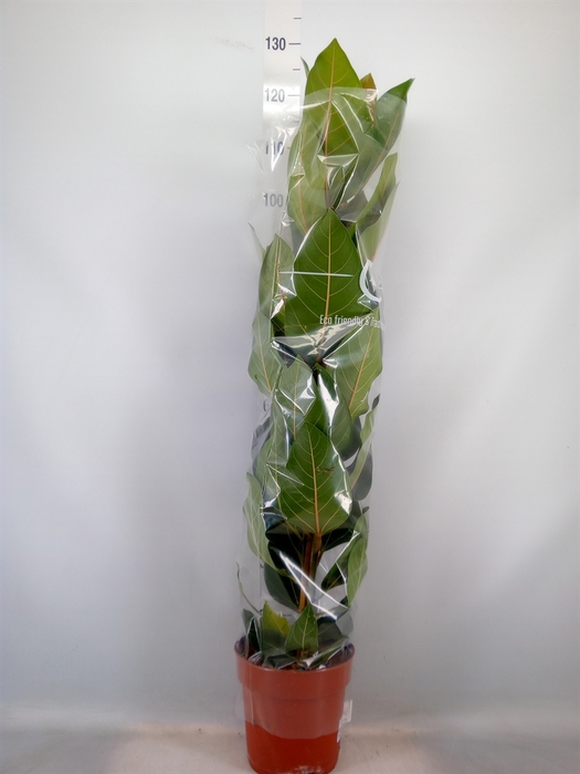 <h4>Ficus benghalensis 'Joy'</h4>