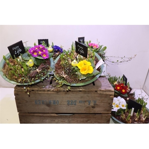 arr8 Arr Bol Knol In Zinken Schaal