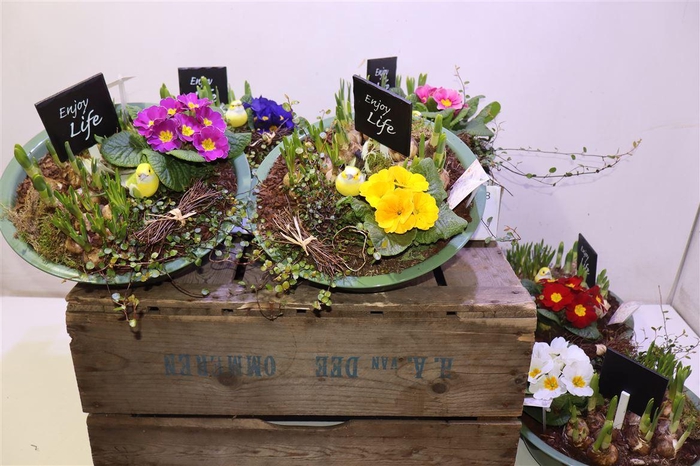 <h4>arr8 Arr Bol Knol In Zinken Schaal</h4>