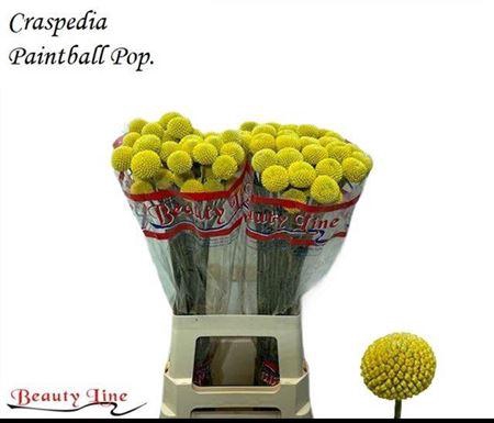 <h4>CRAS PAINTBALL POP</h4>