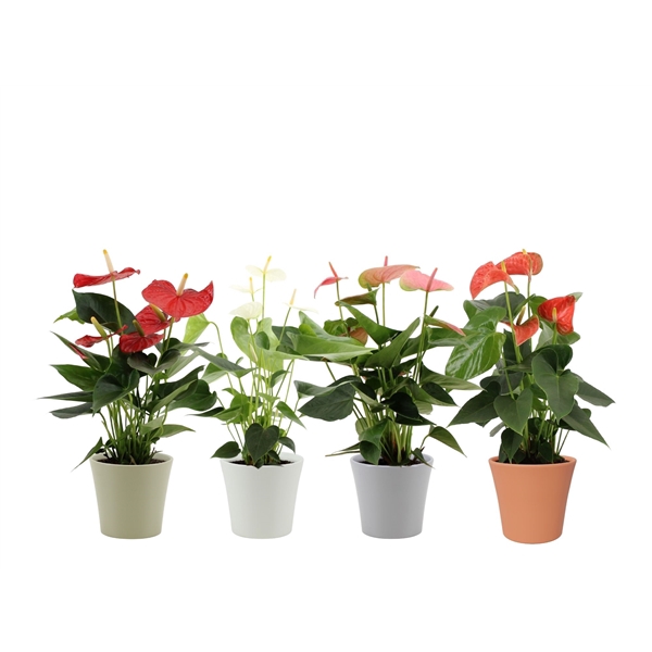 <h4>Anthurium 4 color mix in Boston autumn ceramics</h4>