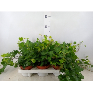 Hedera helix 'Wonder'