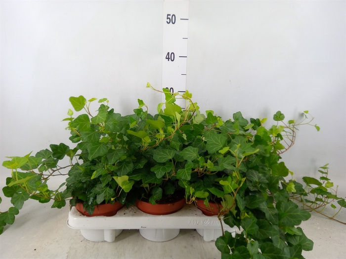 <h4>Hedera helix 'Wonder'</h4>
