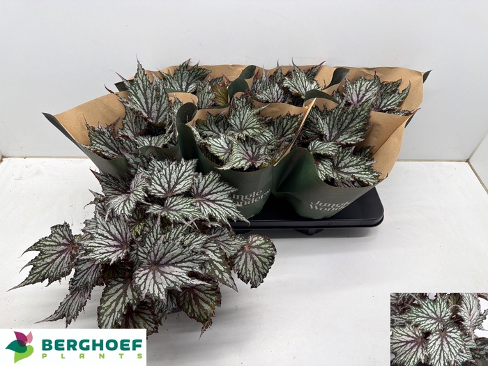 <h4>BEG BLAD OV</h4>