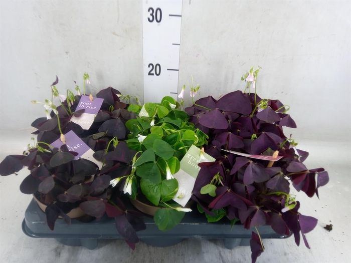 <h4>Oxalis   ...</h4>