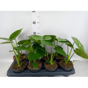 Monstera delic.