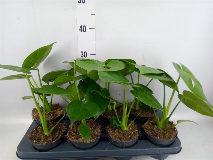 <h4>Monstera delic.</h4>