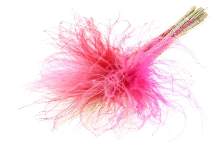 Stypha Penata 10 Tufts Per Bunch Lady Mix