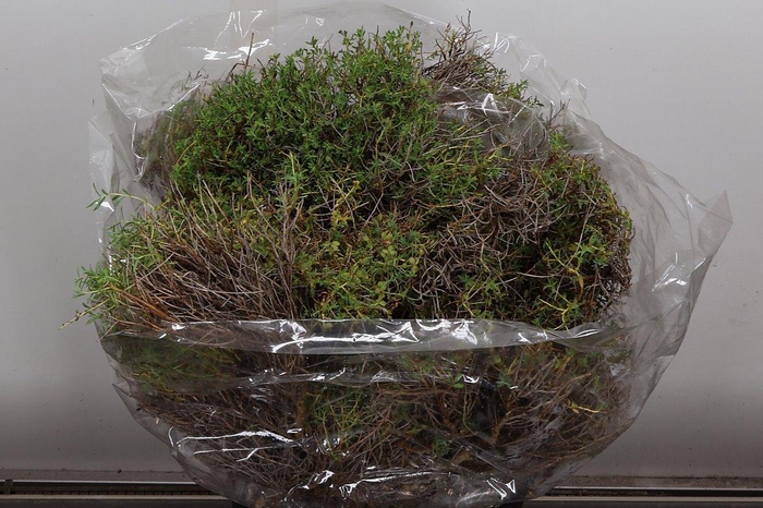 <h4>Euphorbia Spinoza Middel</h4>