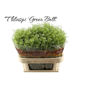 Lep Ru Green Bell