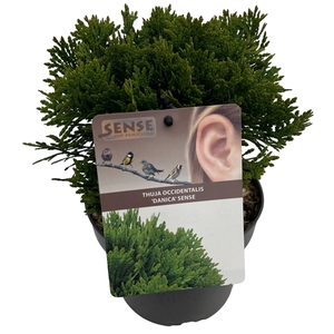 Thuja occ. 'Danica' sense