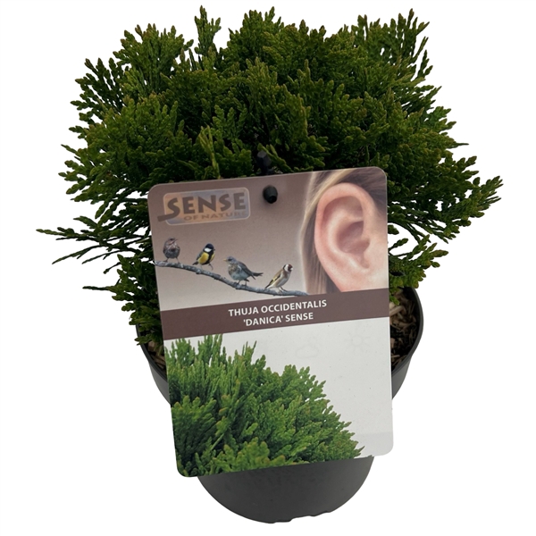 <h4>Thuja occ. 'Danica' sense</h4>
