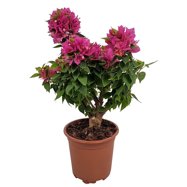 <h4>Bougainvillea Thai Trunk</h4>