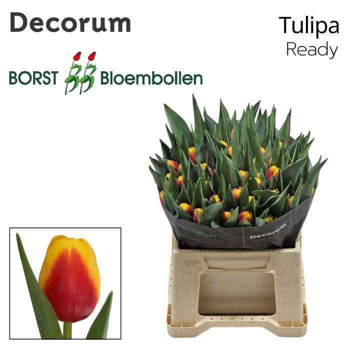 <h4>Tulipa Ready</h4>