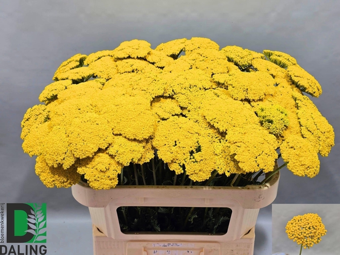 <h4>ACHIL F PARK VARIETY</h4>